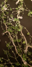 Load image into Gallery viewer, LED Beaded Garland 1.5m Long